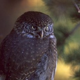 Fotoarchiv für Kunden - Vögel