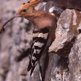 Fotoarchiv für Kunden - Vögel