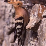 Fotoarchiv für Kunden - Vögel