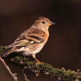 Fotoarchiv für Kunden - Vögel