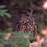 Fotoarchiv für Kunden - Vögel