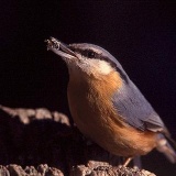 Fotoarchiv für Kunden - Vögel