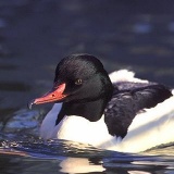 Fotoarchiv für Kunden - Vögel