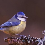 Fotoarchiv für Kunden - Vögel