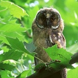 Fotoarchiv für Kunden - Vögel