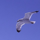 Fotoarchiv für Kunden - Vögel