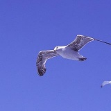 Fotoarchiv für Kunden - Vögel