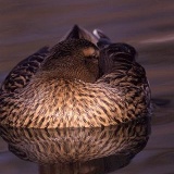 Fotoarchiv für Kunden - Vögel