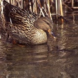 Fotoarchiv für Kunden - Vögel