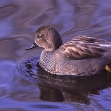 Fotoarchiv für Kunden - Vögel