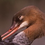 Fotoarchiv für Kunden - Vögel