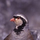 Fotoarchiv für Kunden - Vögel