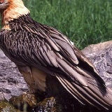 Fotoarchiv für Kunden - Vögel