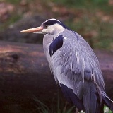 Fotoarchiv für Kunden - Vögel