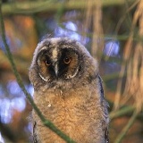 Fotoarchiv für Kunden - Vögel