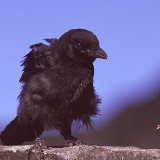 Fotoarchiv für Kunden - Vögel