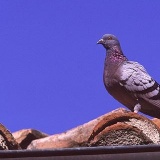 Fotoarchiv für Kunden - Vögel