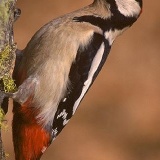 Fotoarchiv für Kunden - Vögel