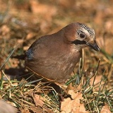 Fotoarchiv für Kunden - Vögel