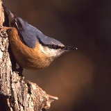 Fotoarchiv für Kunden - Vögel