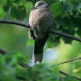 Fotoarchiv für Kunden - Vögel