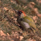 Fotoarchiv für Kunden - Vögel