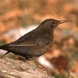 Fotoarchiv für Kunden - Vögel