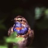 Fotoarchiv für Kunden - Vögel