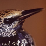 Fotoarchiv für Kunden - Vögel