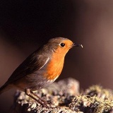 Fotoarchiv für Kunden - Vögel