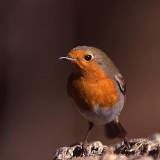 Fotoarchiv für Kunden - Vögel