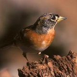 Fotoarchiv für Kunden - Vögel