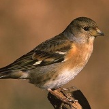 Fotoarchiv für Kunden - Vögel