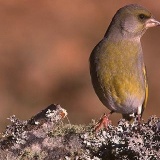 Fotoarchiv für Kunden - Vögel