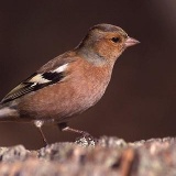 Fotoarchiv für Kunden - Vögel