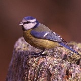 Fotoarchiv für Kunden - Vögel