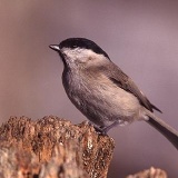 Fotoarchiv für Kunden - Vögel