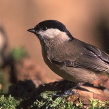 Fotoarchiv für Kunden - Vögel