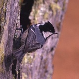 Fotoarchiv für Kunden - Vögel