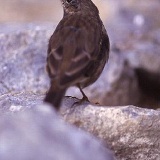 Fotoarchiv für Kunden - Vögel