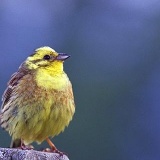 Fotoarchiv für Kunden - Vögel