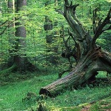 Fotoarchiv für Kunden - Landschaft