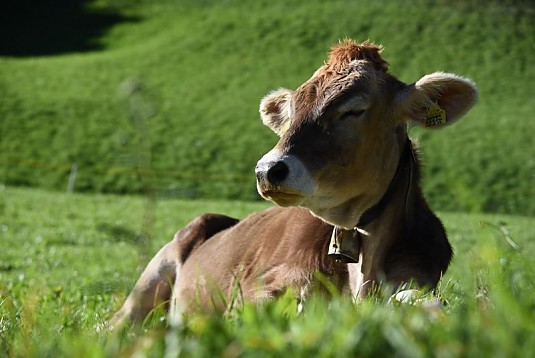  nostri animali