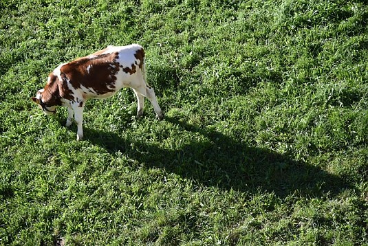 a-prodotti di carne