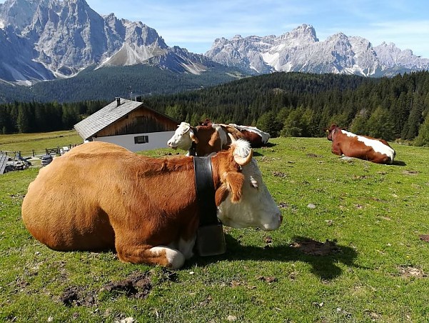 mucche- Simmenthal