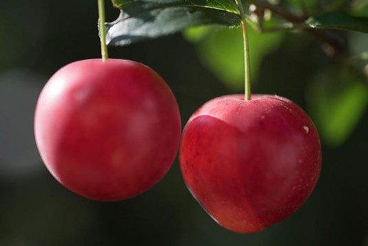 Fruchtaufstriche / Konfitüre / Marmelade