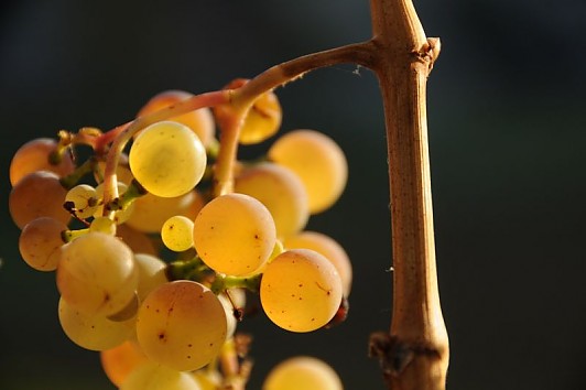 Wein- Süßwein