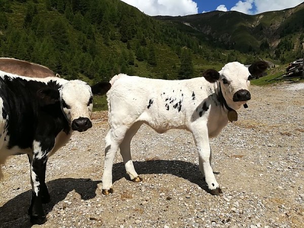 Kühe- Pustertaler Sprinzen