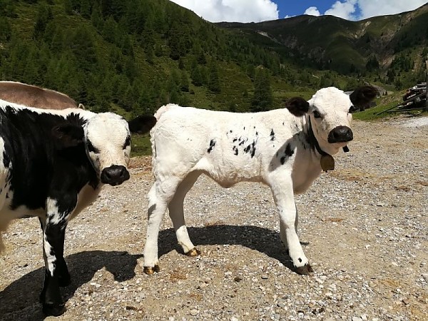 mucche- Sprinzen della Val Pusteria