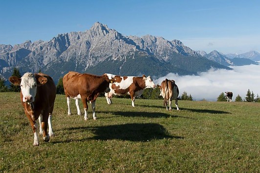 Landwirtschaft - Betriebe